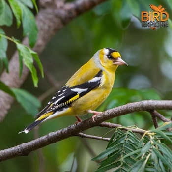 American Goldfinch (Spinus tristis)