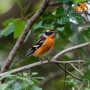 American Redstart (Setophaga ruticilla)