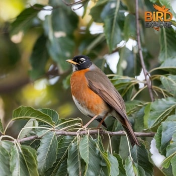 American Robin (Turdus migratorius)