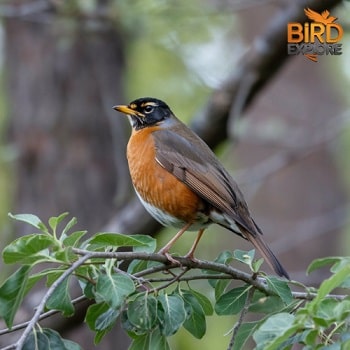 American Robin (Turdus migratorius)