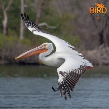 American White Pelican (Pelecanus erythrorhynchos)