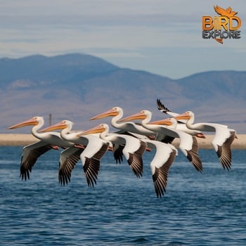 American White Pelican