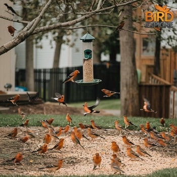 Attracting Orange and Black Birds to Your Backyard