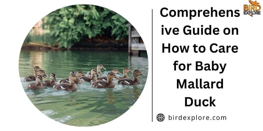 Comprehensive Guide on How to Care for Baby Mallard Duck