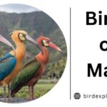 Birds of Maui