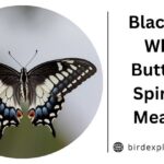 Black and White Butterfly Spiritual Meaning