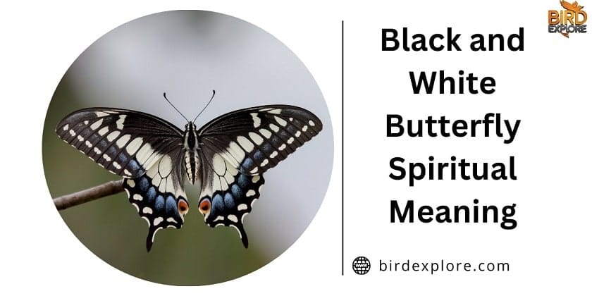 Black and White Butterfly Spiritual Meaning