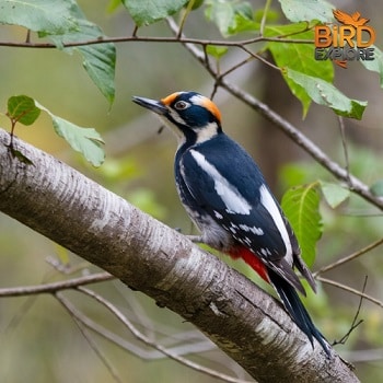 Golden-fronted Woodpecker