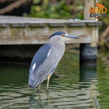 Black-crowned Night-Heron