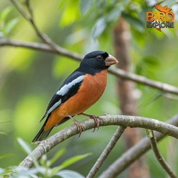 Black-headed Grosbeak (Pheucticus melanocephalus)