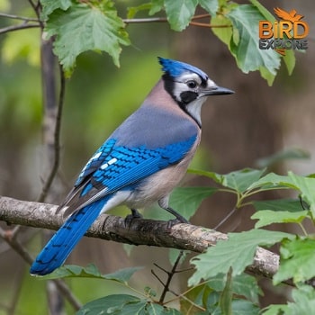 Blue Jay (Cyanocitta cristata)