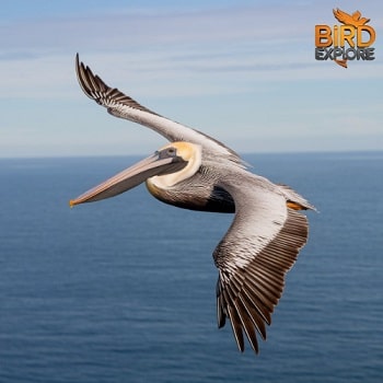 Brown Pelican (Pelecanus occidentalis)