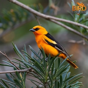 Bullock’s Oriole (Icterus bullockii)