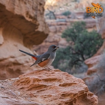 Canyon Towhee (Melozone fusca)