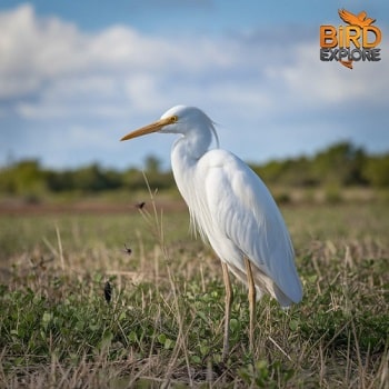 Cattle Egret (Bubulcus ibis)