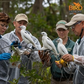 Conservation Efforts for White Birds in Florida