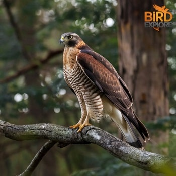 Cooper's Hawk (Accipiter cooperii)