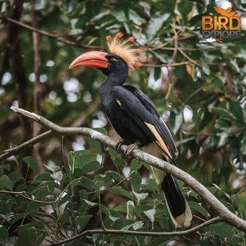 Crowned Hornbill (Tockus alboterminatus)