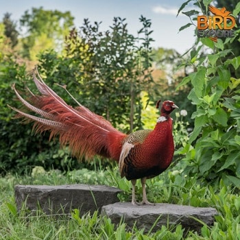 Do Red Peacocks Really Exist?