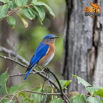 Eastern Bluebird (Sialia sialis)