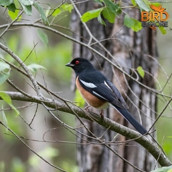 Eastern Towhee (Pipilo erythrophthalmus)