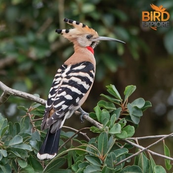 Eurasian Hoopoe (Upupa epops)