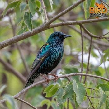 European Starling