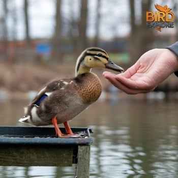 Feeding Post-Release