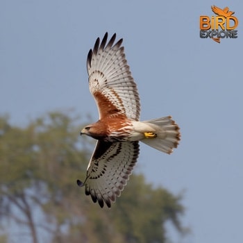 Ferruginous Hawk (Buteo regalis)