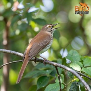 Georgia State Bird: The Brown Thrasher