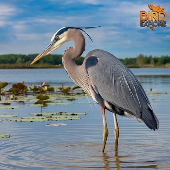 Great Blue Heron