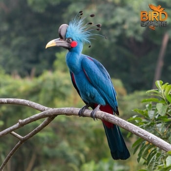 Great Blue Turaco (Corythaeola cristata)