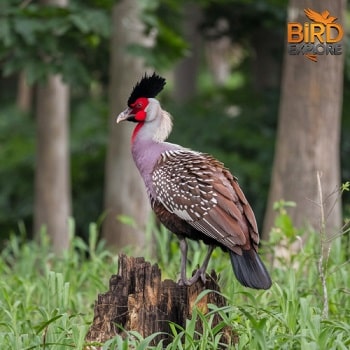 Great Curassow (Crax rubra)