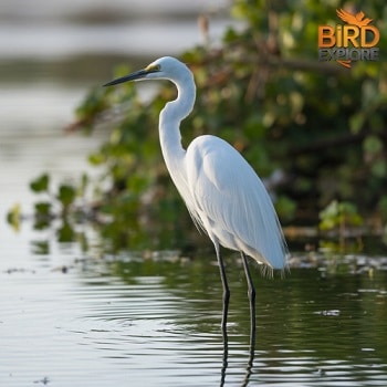 Great Egret (Ardea alba)