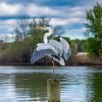 Great White Heron (Ardea herodias occidentalis)