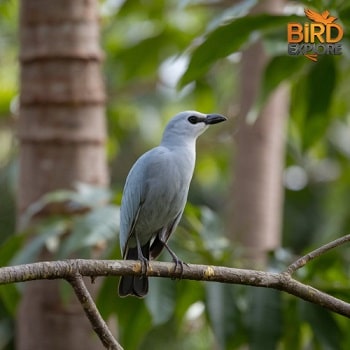 Grey Go-away-bird (Corythaixoides concolor)