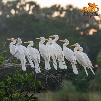 Habitat Diversity and Bird Interactions