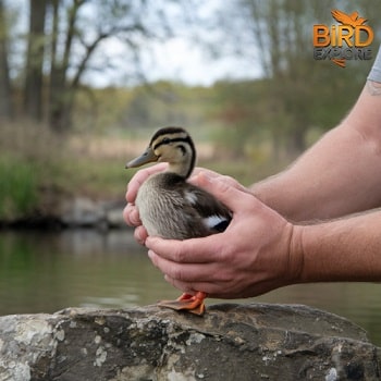 Handling Baby Mallard Duck