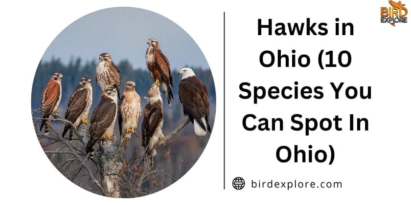 Hawks in Ohio (10 Species You Can Spot In Ohio)