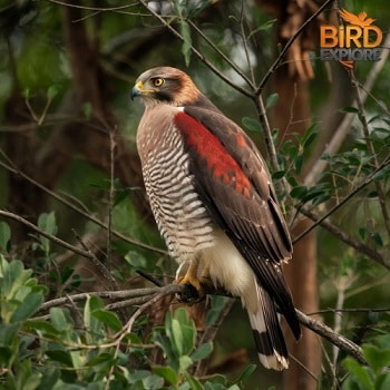 Harris's Hawk