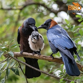 How Long Will a Baby Crow Stay with Its Parents?