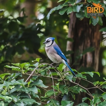 blue jay bird meaning