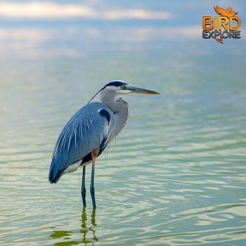 Little Blue Heron