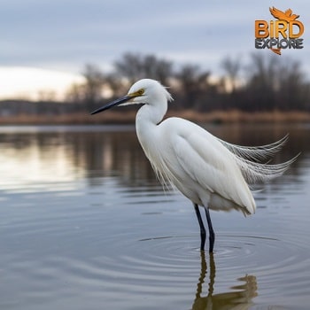 Little Egret (Egretta garzetta)