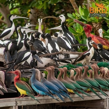 Meet the Locals: Common Birds of Maui