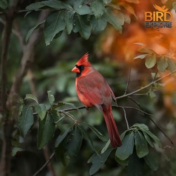 Northern Cardinal (Cardinalis cardinalis)