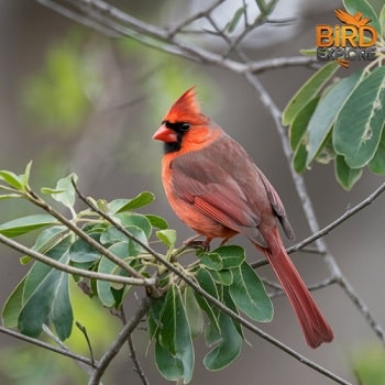 Northern Cardinal (Cardinalis cardinalis)