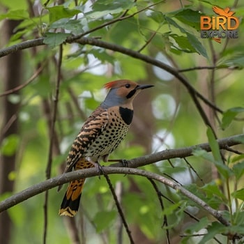 Northern Flicker (Colaptes auratus)