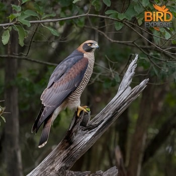 Northern Goshawk (Accipiter gentilis)