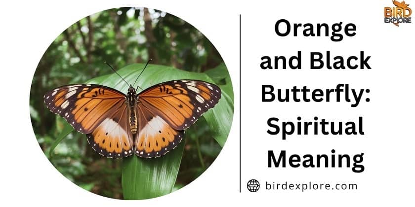 Orange and Black Butterfly: Spiritual Meaning